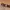 Japanese brand Minimalist Casual Belt Pria brown photo 5