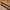 Japanese brand Minimalist Casual Belt Pria brown photo 3