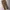 Dickies Vintage Y2K Casual pants Pria khaki tan photo 2