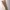 Dickies Vintage Y2K Casual pants Pria khaki tan photo 4