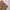 Dickies Vintage Y2K Casual pants Pria khaki tan photo 1