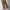 Dickies Vintage Y2K Casual pants Pria khaki tan photo 3