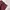 Dickies Vintage Y2K Casual pants Pria burgundy photo 1
