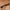 Casual Belt Pria brown photo 4