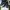Converse Streetwear Sneakers Pria Navy