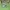 Nike Streetwear Hoody Pria green photo 2