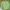Nike Streetwear Hoody Pria green photo 1