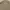 Arnold Palmer Casual Harrington jacket Pria tan photo 4