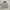 Vintage Casual Puffer jacket Pria cream photo 5