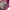 Exsport Casual Backpack Wanita pink photo 4
