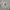 Carhartt Vintage Y2K Short Pria khaki photo 4
