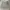 Carhartt Vintage Y2K Short Pria khaki photo 1