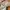 Coquette Minimalist Wanita white photo 4