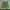 Gramicci Gorpcore Sportswear Short Pria green photo 2