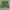 Gramicci Gorpcore Sportswear Short Pria green photo 1