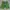 Gramicci Gorpcore Sportswear Short Pria Green