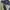 Gramicci Gorpcore Sportswear Short Pria green photo 6