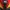 Helly Hansen Sportswear Casual Windbreaker Pria navy red photo 2