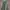 Engineered Garments Indie Casual Parka Pria Green