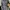 Crocodile Vintage Coquette Shirt Wanita Multicolor Navy