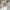 Dickies Vintage Skater Short Pria cream photo 1