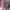 O'Neill Gorpcore Windbreaker Pria red gray photo 5