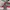O'Neill Gorpcore Windbreaker Pria red gray photo 7