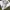 Made in USA Casual T-shirt Pria white photo 4