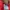 Adidas Sportswear Track jacket Pria red photo 5