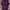 Levi's Streetwear Skater Pria Purple