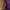 Levi's Streetwear Skater Pria purple photo 4