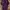 Levi's Streetwear Skater Pria purple photo 1