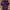 Levi's Streetwear Skater Pria Purple