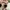 Nike Streetwear Skater Sneakers Pria brown photo 4