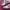 New Balance Streetwear Casual Sneakers Wanita white red photo 2