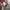 Adidas Streetwear Casual Sneakers Pria white cream photo 2