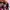 Adidas Streetwear Casual Sneakers Wanita white pink photo 6