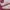 Adidas Streetwear Casual Sneakers Wanita white pink photo 2