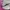 New Balance Streetwear Casual Sneakers Pria tan photo 2