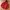 Uniqlo Minimalist Puffer jacket Pria red photo 2