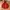 Uniqlo Minimalist Puffer Jacket Pria Red