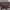 Charles and Keith Casual Handbag Wanita burgundy photo 1