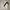 Sportswear Jersey Pria white black photo 1