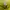 Vivastudio Casual Suit Pria yellow photo 7
