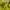 Vivastudio Casual Suit Pria yellow photo 4
