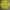Vivastudio Casual Suit Pria yellow photo 3
