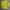 Vivastudio Casual Suit Pria yellow photo 1