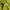 thisisneverthat Casual Hoody Pria yellow photo 6