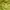 thisisneverthat Casual Hoody Pria yellow photo 4