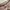 Japanese brand Streetwear Formal pants Pria tan photo 3